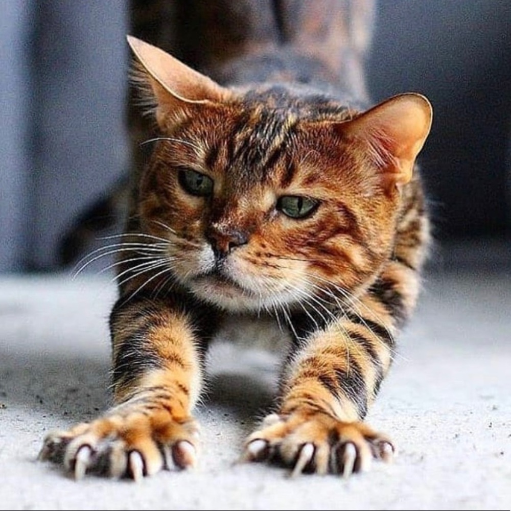 Meet your Posher, Kiki